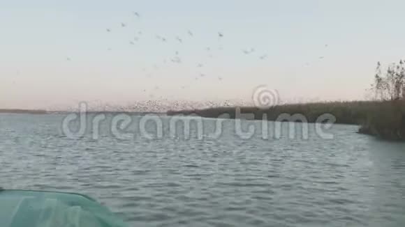 无数成群的野鸟飞过水面和芦苇从移动的摩托艇上看视频的预览图