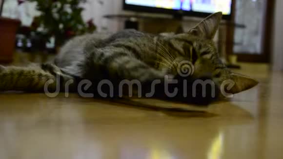疲惫的条纹猫打哈欠家庭短发塔比汤姆猫在客厅放松的肖像把睡意朦胧的汤姆猫关起来视频的预览图