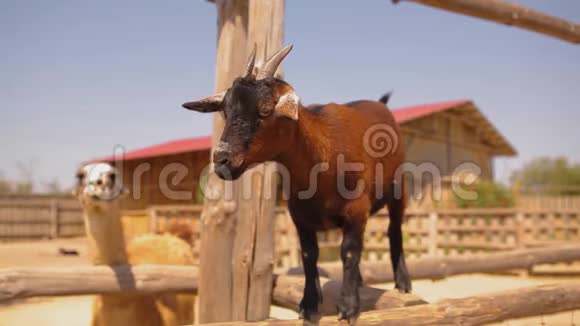 农场上漂亮的棕色小山羊在梅鲁宠物可爱的红山羊视频的预览图