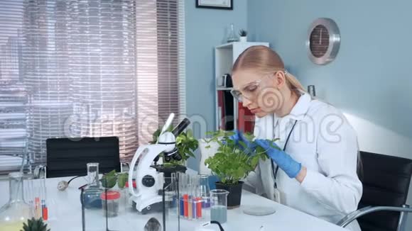 现代实验室研究科学家用外科钳子检查盆栽植物视频的预览图