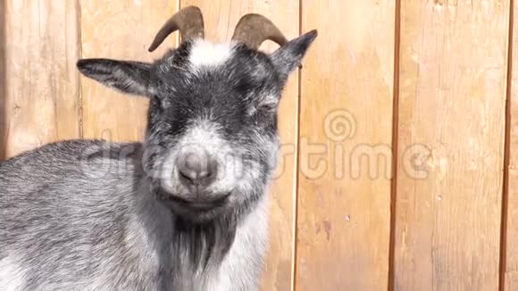 一只灰色的山羊享受阳光视频的预览图