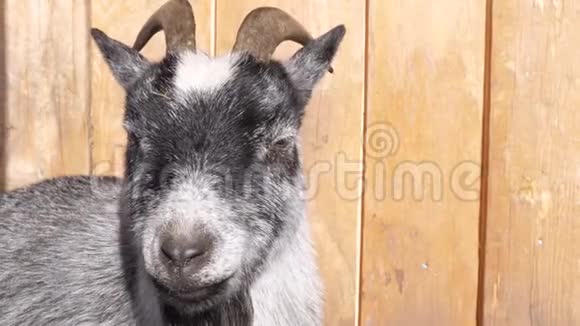 一只灰色的山羊享受阳光视频的预览图