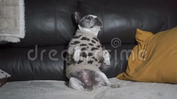 漂亮的法国斗牛犬坐在沙发后面上面印着豹纹视频的预览图