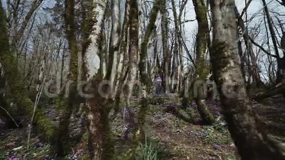 晴天一个美丽的女孩正走在长满苔藓的童话森林里视频的预览图