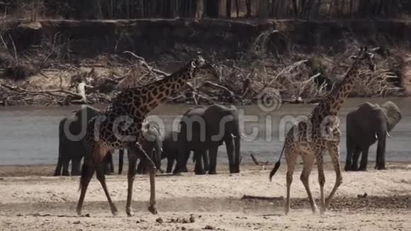 长颈鹿在河边以超慢动作行走视频的预览图