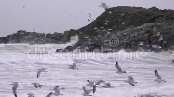风暴期间在爱尔兰多尼格尔郡的马格里岛海岸觅食的大量海鸥视频的预览图