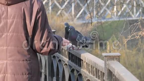 人用手喂鸟鸽子和奶子视频的预览图