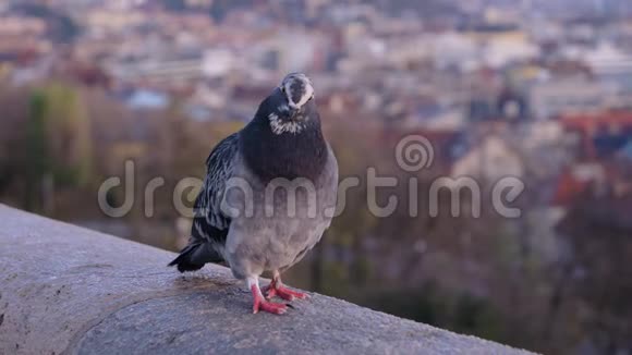 鸽子坐在栏杆上鸽子特写看镜头城市背景的蓝灰色鸽子鸽子鸟视频的预览图