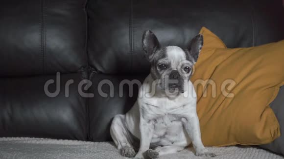 法国女斗牛犬在家沙发上睡着视频的预览图