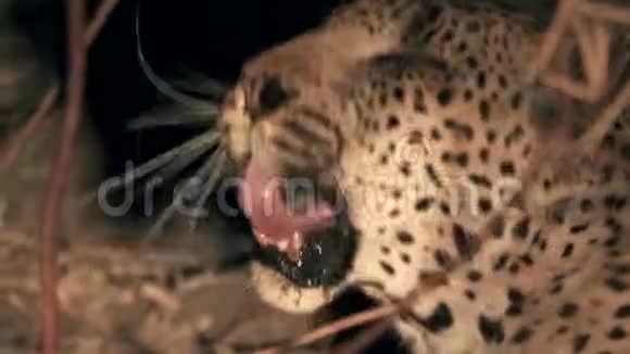 豹头张开嘴的夜景视频的预览图
