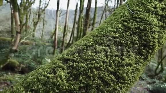 美丽的女孩来到树上触摸苔藓她想在上面睡着视频的预览图