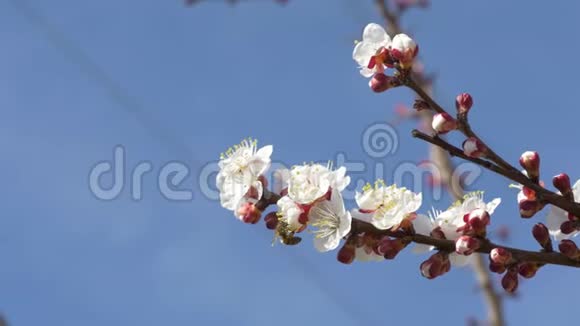 杏树上的蜜蜂和黄蜂视频的预览图