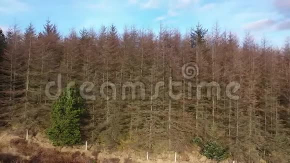 在爱尔兰唐格尔郡的格伦特斯镇附近的垂死森林中飞行视频的预览图