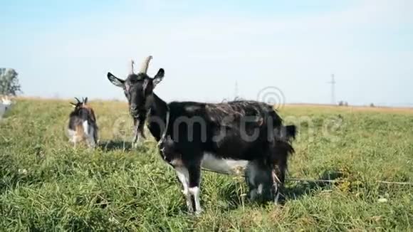 农场动物生活草地上的黑白山羊视频的预览图