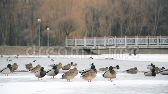 动物野生动物冬季鸭子在一个城市池塘视频的预览图