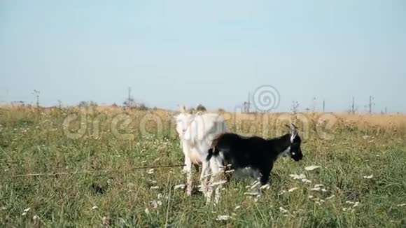 去牧场一群白山羊和黑山羊视频的预览图