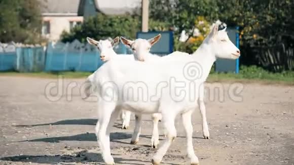 三只山羊在绿坡上散步视频的预览图