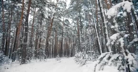 针叶林积雪覆盖的树木和道路视频的预览图