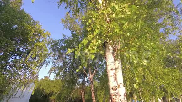 桦树的叶子随风摇曳视频的预览图