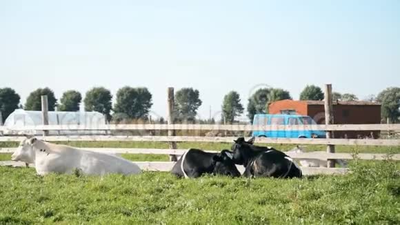 三头牛在炎热的夏天躺在绿草上视频的预览图