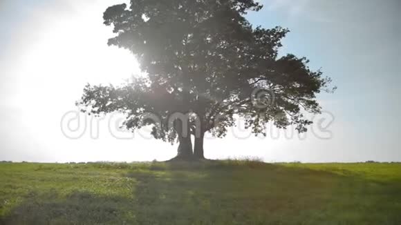 一棵巨大的美丽的孤独的树挂着秋千视频的预览图