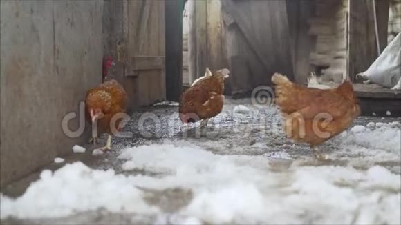 家养鸡鸡和鸭在农场家禽饲养场的食槽里共用食物鸡从食槽中进食视频的预览图