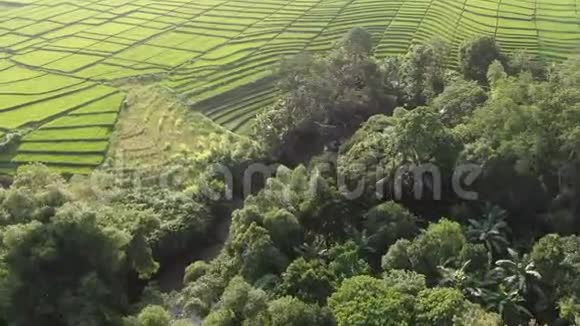 一架无人机飞过印度尼西亚巴厘岛的水稻种植园视频的预览图