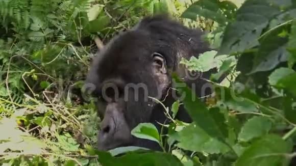 乌干达的Bwindi不可穿透森林一只小大猩猩在母亲的背上跳跃视频的预览图