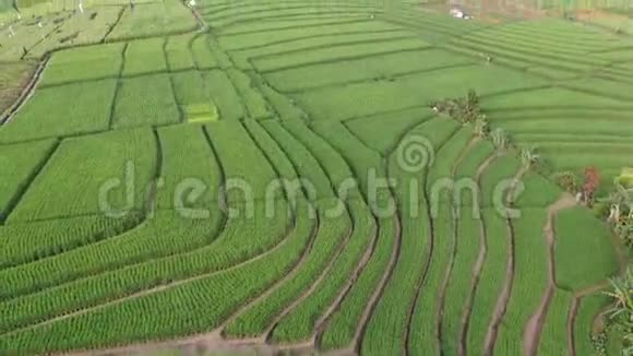 一架无人机飞过印度尼西亚巴厘岛的水稻种植园视频的预览图