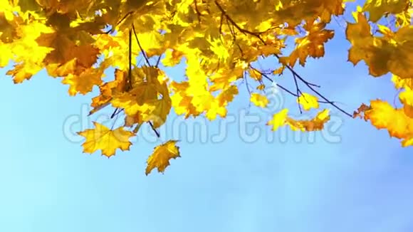 阳光明媚蓝天碧蓝前景深黄的枫叶视频的预览图