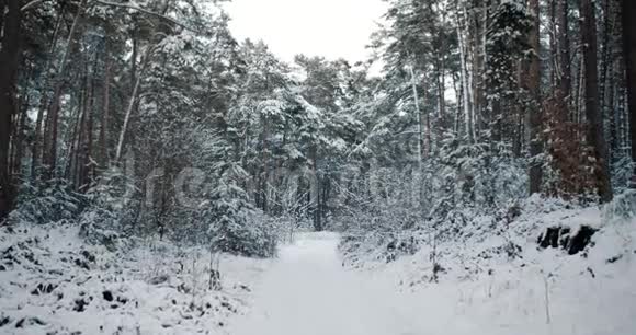 白雪覆盖的松树在冬林的白路上视频的预览图