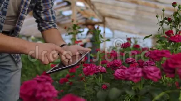 一位男性园丁的手紧紧地抚摸着花朵并为研究玫瑰作物制作数据学习和视频的预览图
