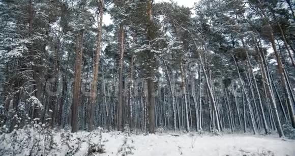 冬天森林里美丽的白雪覆盖着松树视频的预览图