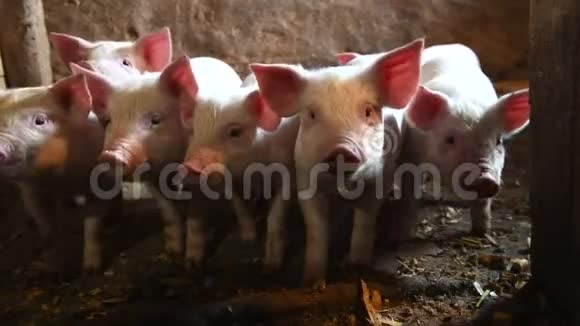 家畜农场的小猪养猪业视频的预览图
