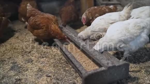 鸡肉从鸡舍里的喂食器里取食物在一个现代化的家禽养殖场里肉鸡们喝水并服用药物视频的预览图