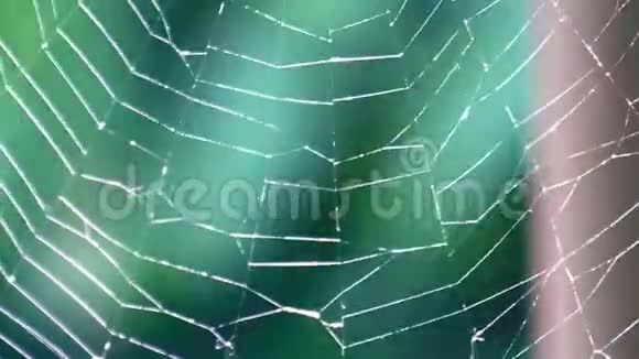 蜘蛛网是从风中流出来的视频的预览图