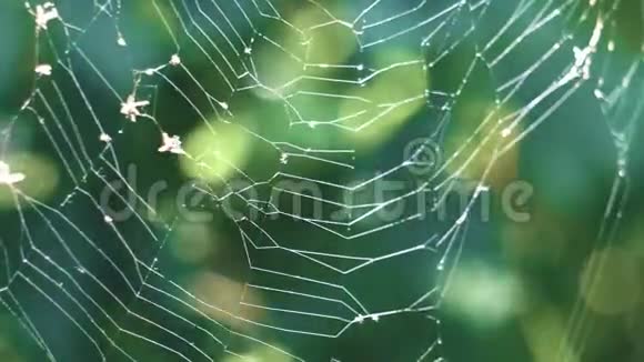 蜘蛛网是从风中流出来的视频的预览图