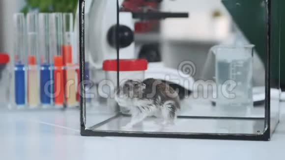 现代实验室玻璃容器中化学仓鼠的特写视频的预览图