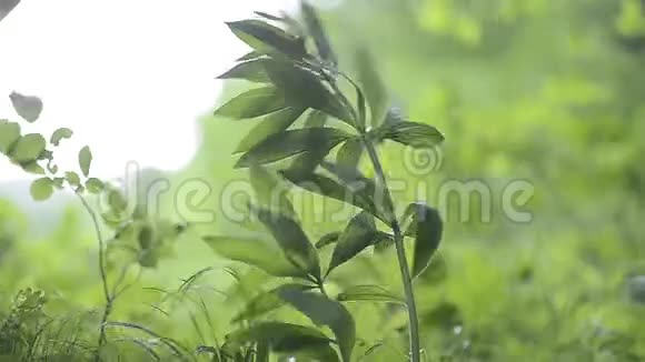 小森林植被的绿叶视频的预览图