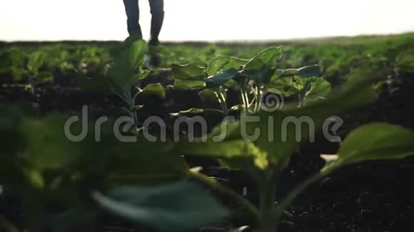 日落时一个人正沿着一片绿色的田野散步浏览农产品视频的预览图