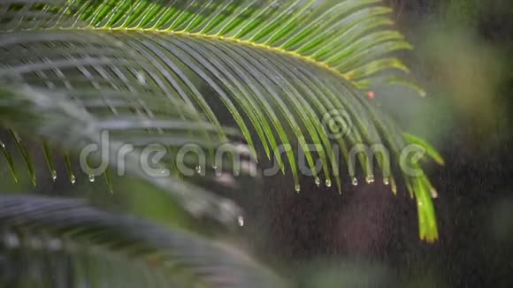 柔和的阳光引起的暖色调的棕榈叶上下着细雨视频的预览图