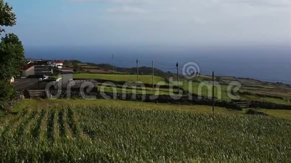 特塞拉岛的绿色草地和房屋亚速尔群岛之一位于大西洋视频的预览图