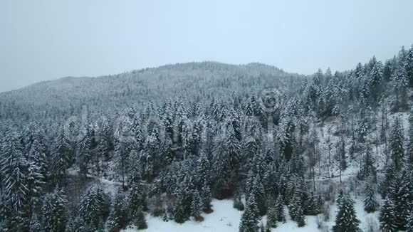暴风雪后冬季冰冻森林的鸟瞰图视频的预览图