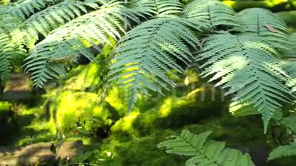 关闭局部森林中的蕨类植物在阳光下视频的预览图
