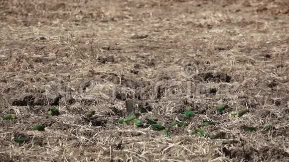 大地上成群结队的爱鸟慢悠悠地视频的预览图