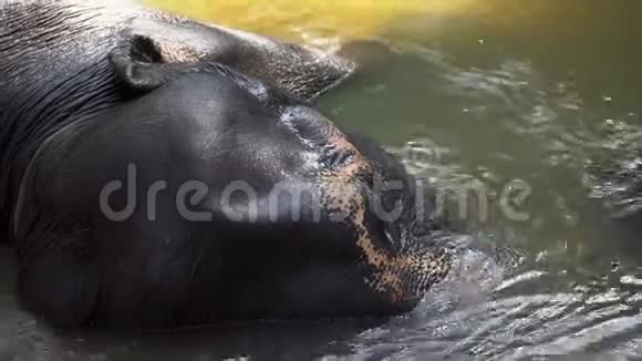 一只年轻的大象躺在河里移动它的树干视频的预览图