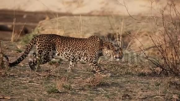 超级慢动作4k的野生豹跟踪视频的预览图
