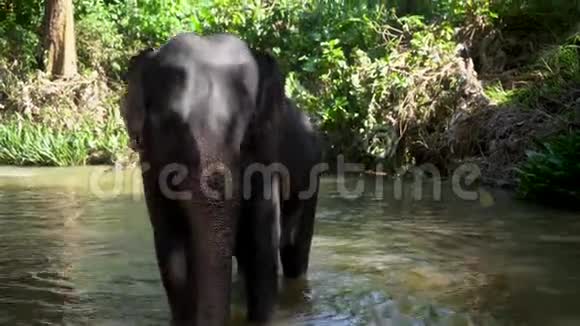 一只小象站在湖里和别人调情视频的预览图