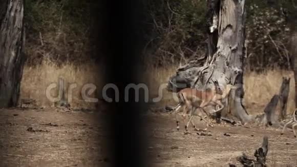 黑斑羚慢速运行的轮廓视图视频的预览图