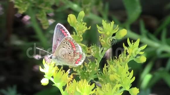 花上鲜艳的蝴蝶视频的预览图